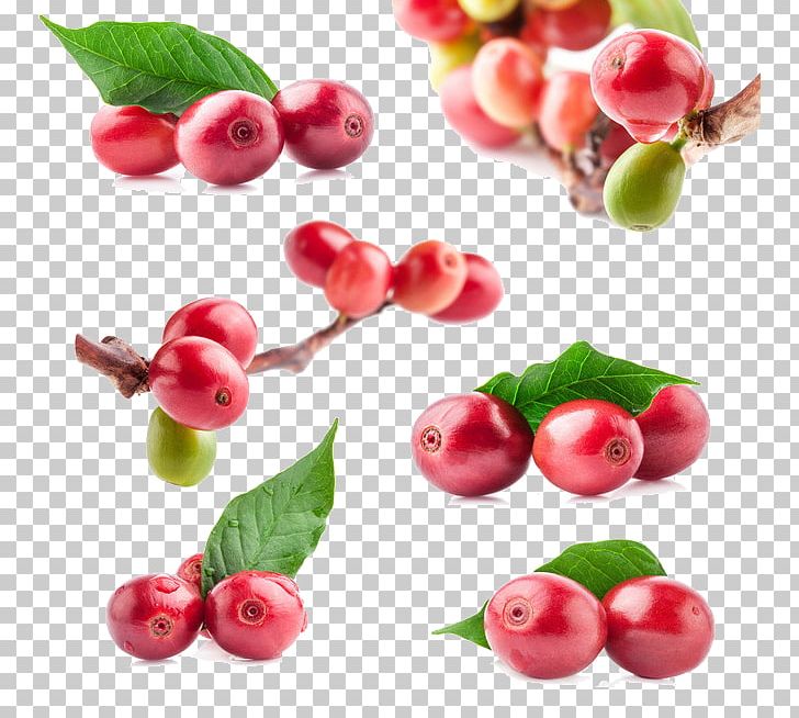 Coffee Bean Red Beans And Rice Frutti Di Bosco PNG, Clipart, Acerola, Acerola Family, Bean, Beans, Cafe Free PNG Download