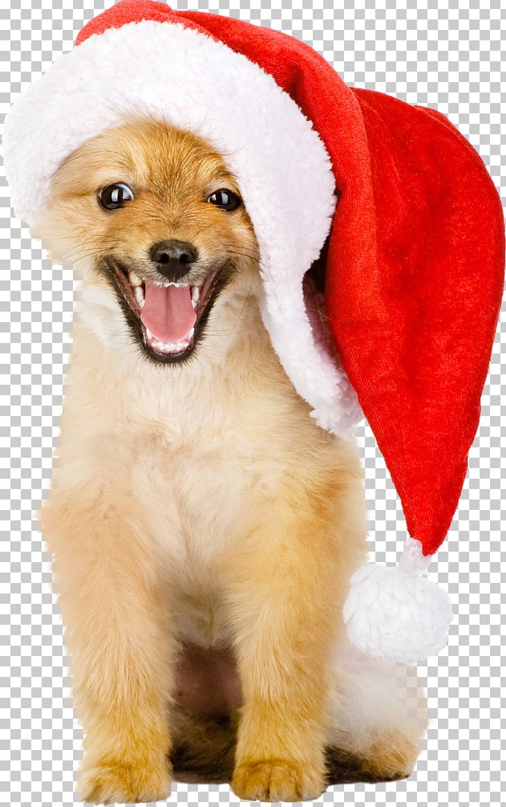 Golden Retriever Puppy Christmas Hat PNG, Clipart, Animal, Animals, Carnivoran, Christmas, Companion Dog Free PNG Download