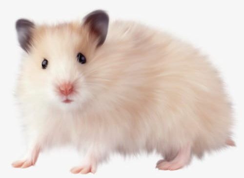 Hamsters PNG, Clipart, Animal, Hamsters, Hamsters Clipart, Lovely, Mouse Free PNG Download