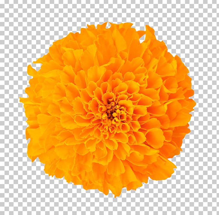 Mexican Marigold Dietary Supplement Baileya Multiradiata Flower Lutein PNG, Clipart, Bloom, Calendula, Calendula Officinalis, Dahlia, Flowers Free PNG Download