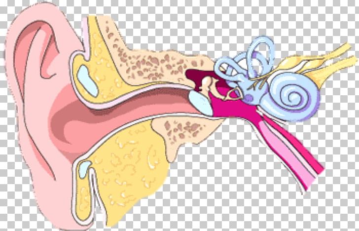Outer Ear Middle Ear Inner Ear Ear Canal PNG, Clipart, Anatomy, Art, Auditory System, Bone, Cochlea Free PNG Download