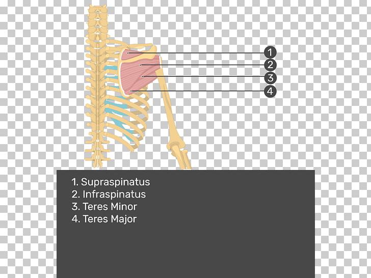 Supraspinatus Muscle Infraspinatus Muscle Teres Minor Muscle Teres Major Muscle PNG, Clipart, Angle, Arm, Arm Muscle, Infraspinatus Muscle, Origin And Insertion Free PNG Download