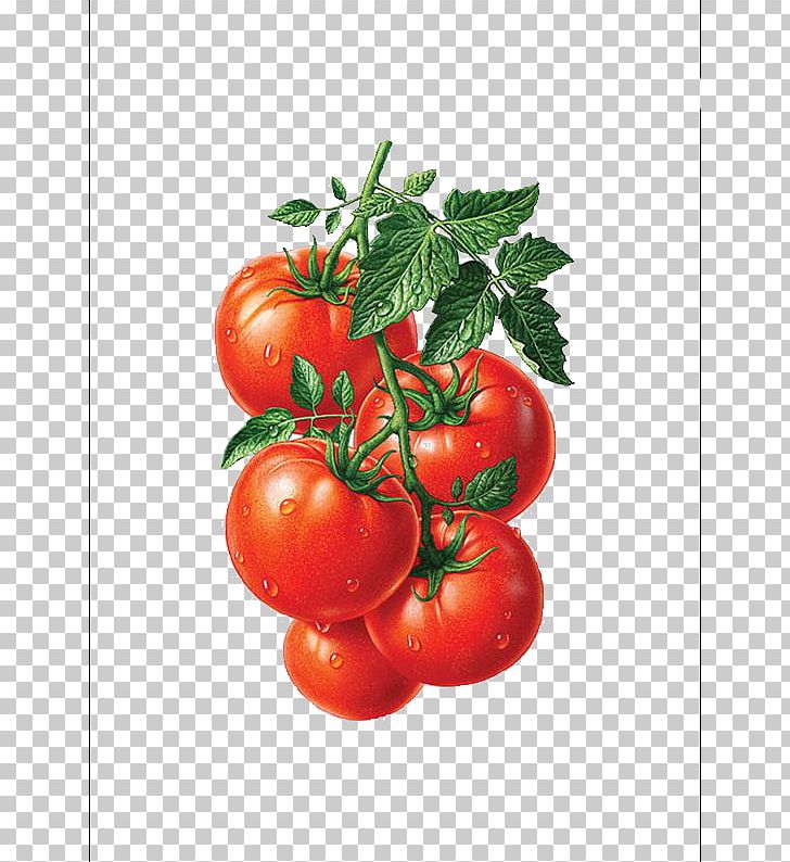 Tomato Juice Cherry Tomato Fruit Illustration PNG, Clipart, Art, Bell Pepper, Cartoon, Food, Hand Free PNG Download