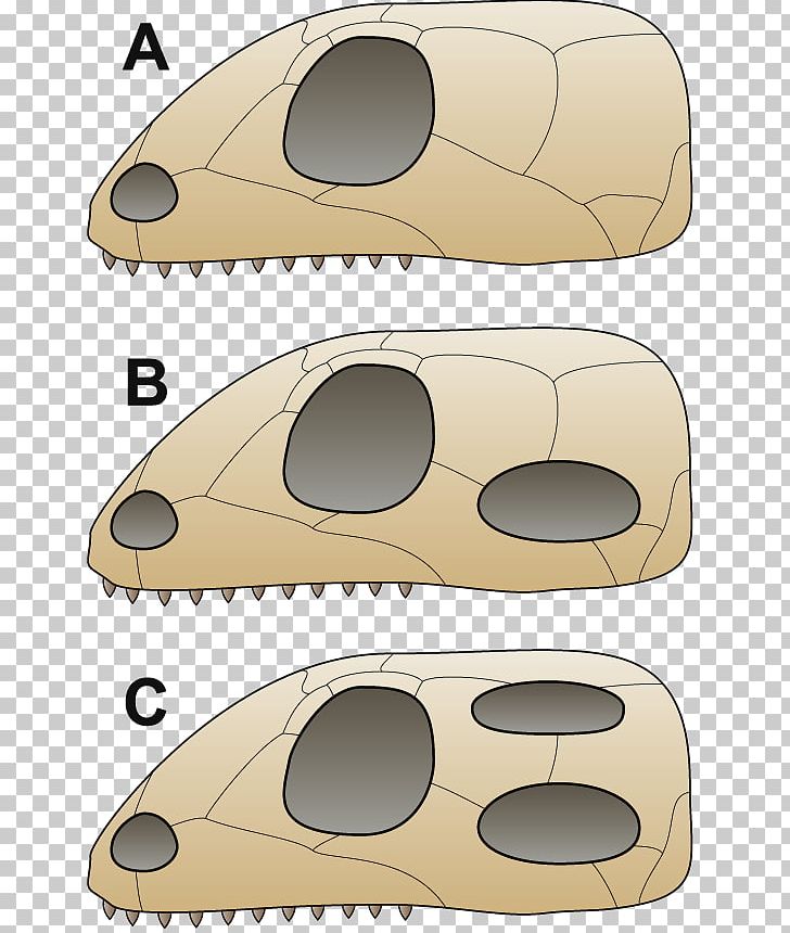 Vertebrate Synapsid Diapsid Anapsid Pterosaurs PNG, Clipart, Amniote, Anapsid, Automotive Design, Bone, Comparison Free PNG Download