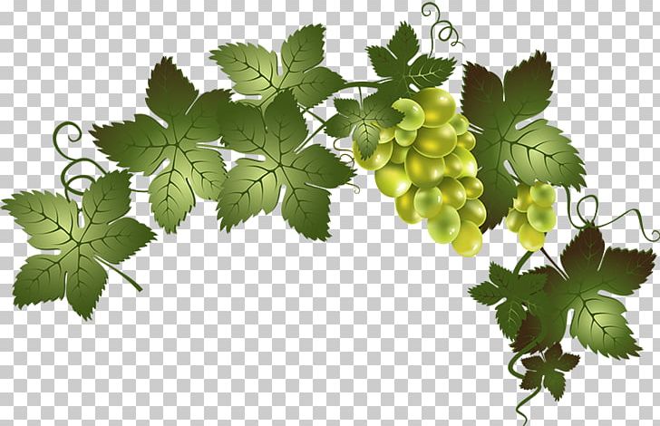 Wine Common Grape Vine Barrel Oak PNG, Clipart, American Wine, Barrel, Barrel Oak, Beer, Beer Tap Free PNG Download
