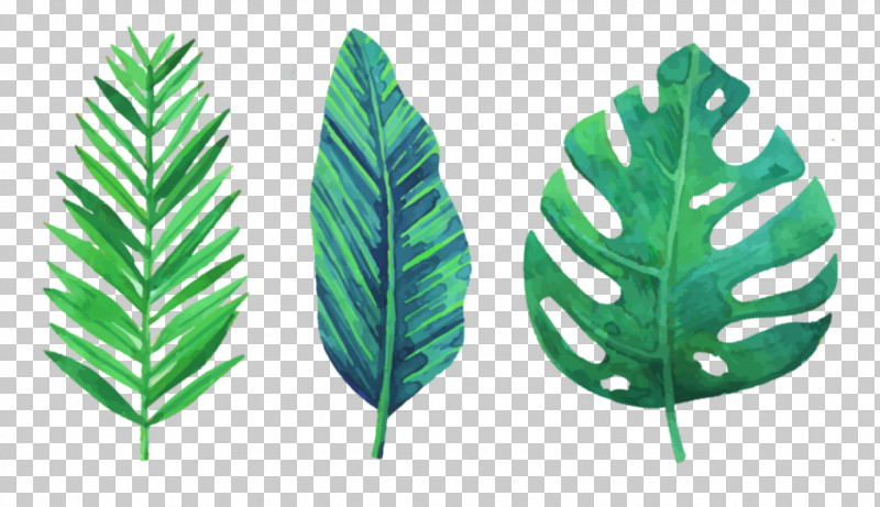 Fern PNG, Clipart, Arrowroot Family, Evergreen, Fern, Flower, Green Free PNG Download