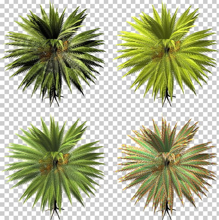 Arecaceae Asian Palmyra Palm Tree Date Palm PNG, Clipart, Arecaceae, Arecales, Asian Palmyra Palm, Autodesk 3ds Max, Borassus Free PNG Download