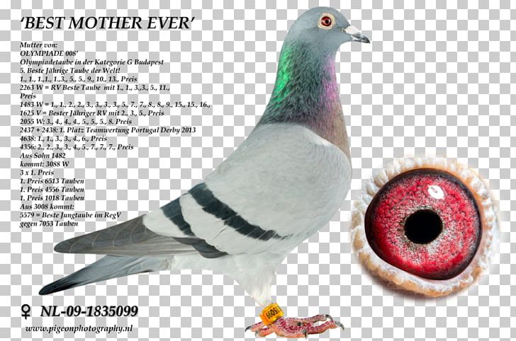Columbidae Homing Pigeon Rock Dove Pigeon Racing Pigeon Keeping PNG, Clipart, Beak, Bird, Columbidae, Fauna, Feather Free PNG Download