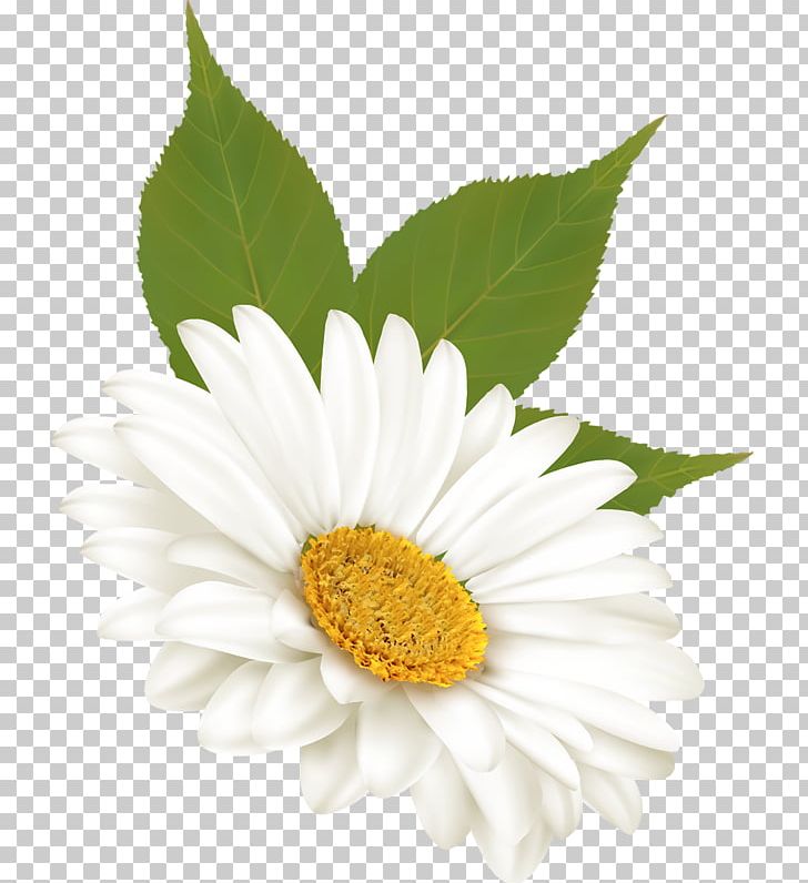 Common Daisy Flower Tulip PNG, Clipart, Annual Plant, Art, Aster, Blume, Chamaemelum Nobile Free PNG Download