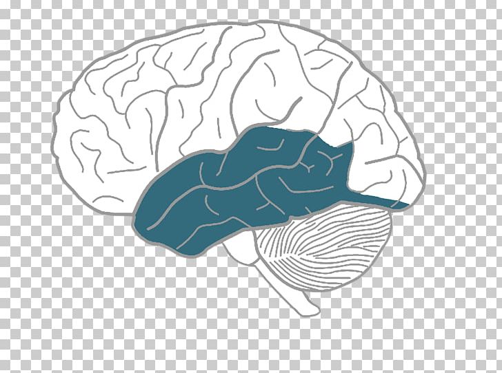 Human Brain Drawing Sketch PNG, Clipart, Amygdala, Area, Art, Brain, Brain Mapping Free PNG Download