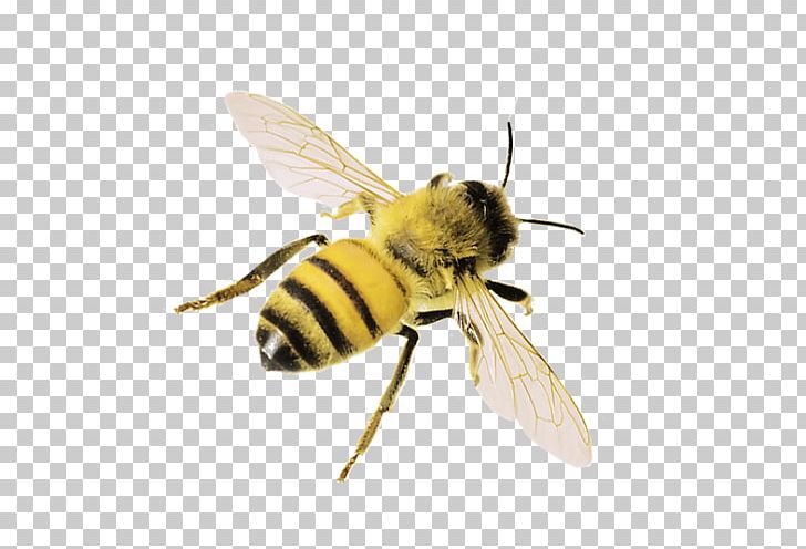 Western Honey Bee Insect Bumblebee PNG, Clipart, Arthropod, Bee, Blog, Bumblebee, Escape Room Free PNG Download