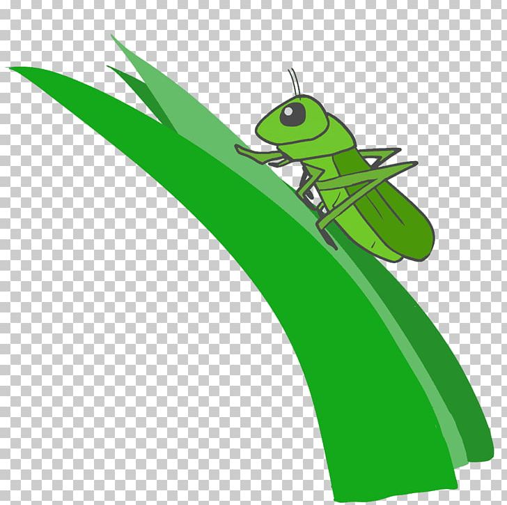 Caelifera Illustration Pterygota Chinese Grasshopper PNG, Clipart, Amphibian, Caelifera, Character, Chinese Grasshopper, Fictional Character Free PNG Download
