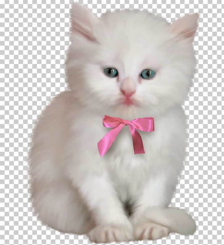 Kitten Ragdoll Birman PNG, Clipart, Animal, Animals, Asian Semi Longhair, Carnivoran, Cat Like Mammal Free PNG Download