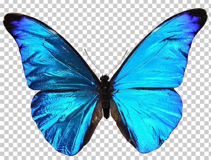 Monarch Butterfly Lycaenidae Blue Moth PNG, Clipart, Arthropod, Blue, Blue Butterfly, Brush Footed Butterfly, Butterflies And Moths Free PNG Download