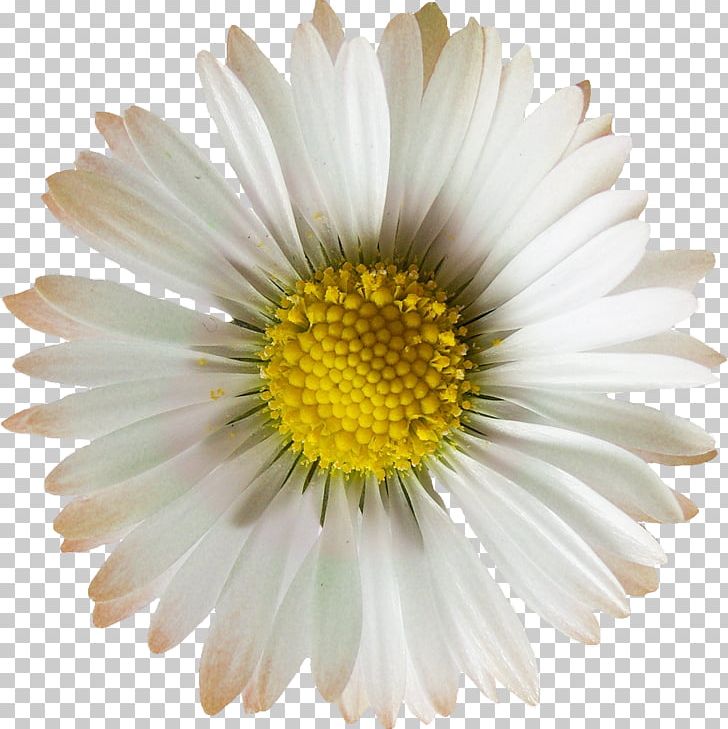 Oxeye Daisy Chrysanthemum Daisy Family Argyranthemum Frutescens Flower PNG, Clipart, Annual Plant, Argyranthemum Frutescens, Aster, Camomile, Chrysanthemum Free PNG Download