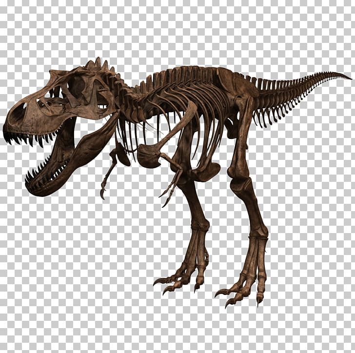 Tyrannosaurus Skeleton Dinosaur Skull Human Body PNG, Clipart, Anatomy, Animal, Bone, Dinosaur, Extinction Free PNG Download