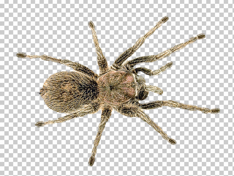 Spider Insect Wolf Spider Widow Spiders Brown Recluse Spider PNG, Clipart, Arachnid, Brown Recluse Spider, Ground Spider, Insect, Jumping Spiders Free PNG Download