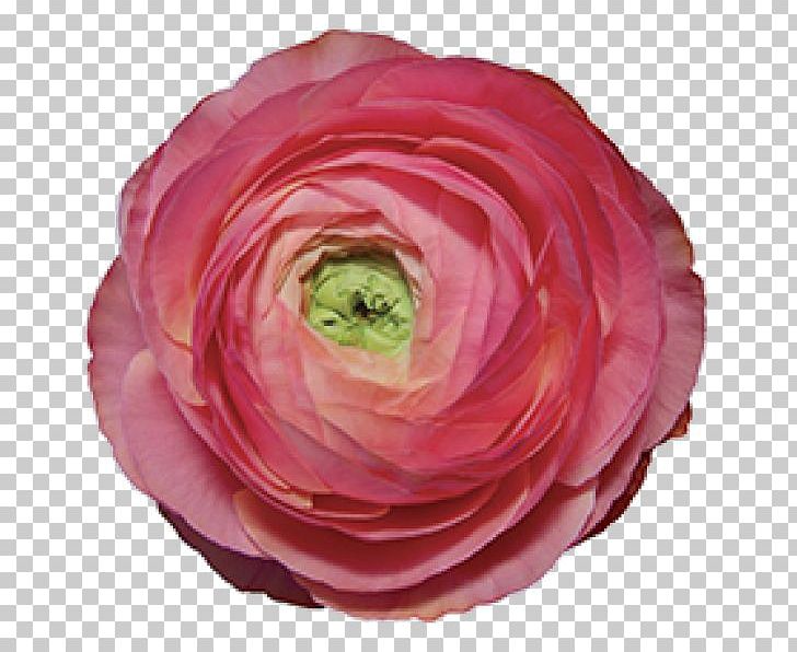 Garden Roses Buttercup Cut Flowers Petal PNG, Clipart, Buttercup, Buttercups, Camellia, Cut Flowers, Floribunda Free PNG Download