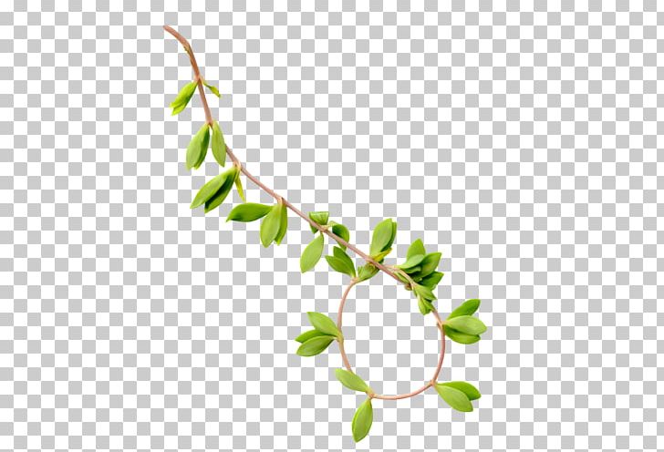 Leaf Twig Weeping Willow Branch PNG, Clipart, Branch, Download, Evergreen, Flora, Flower Free PNG Download