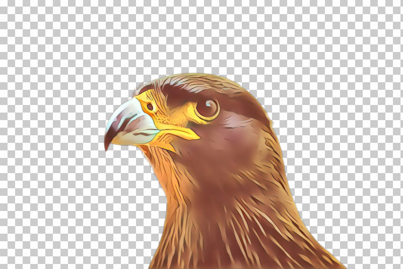 Bird Beak Bird Of Prey Golden Eagle Eagle PNG, Clipart, Accipitridae, Bald Eagle, Beak, Bird, Bird Of Prey Free PNG Download