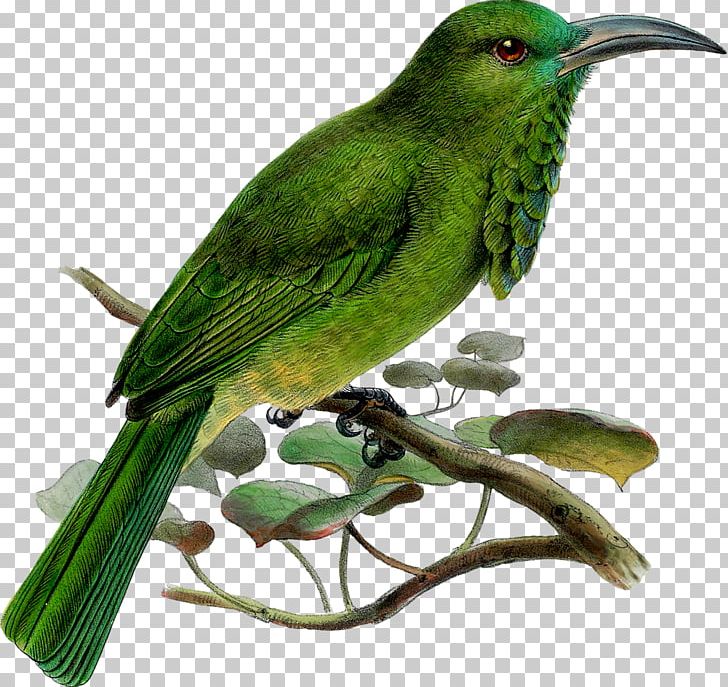 Bird Beak Reptile PNG, Clipart, Animals, Beak, Bird, Bird Nest, Cuculiformes Free PNG Download