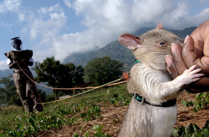 Gambian Pouched Rat APOPO Land Mine Demining PNG, Clipart, Animals, Antipersonnel Mine, Apopo, Belgians, Demining Free PNG Download