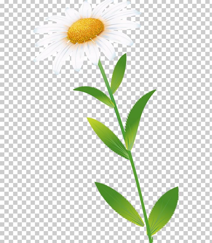 Oxeye Daisy Common Daisy Petal Plant Stem PNG, Clipart, Aster, Camomile, Common Daisy, Daisy, Daisy Family Free PNG Download