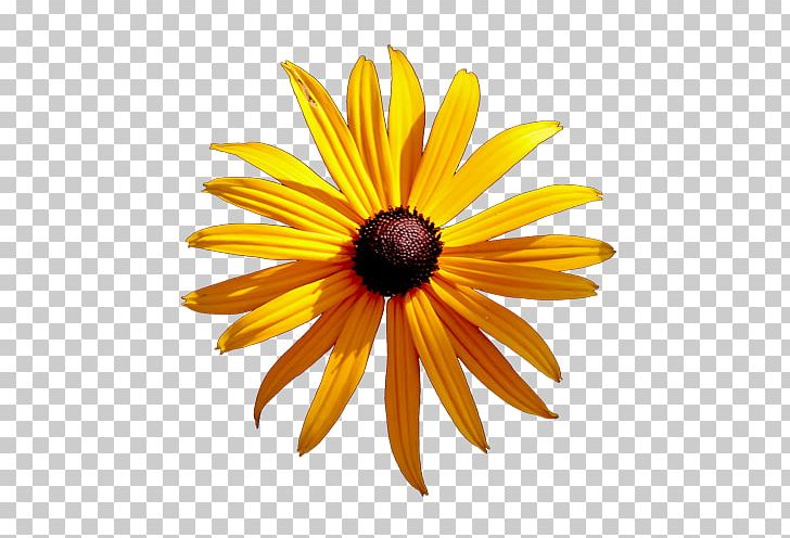 Cut Flowers Daisy Family Common Daisy Chrysanthemum PNG, Clipart, Chrysanthemum, Chrysanths, Closeup, Common Daisy, Common Sunflower Free PNG Download