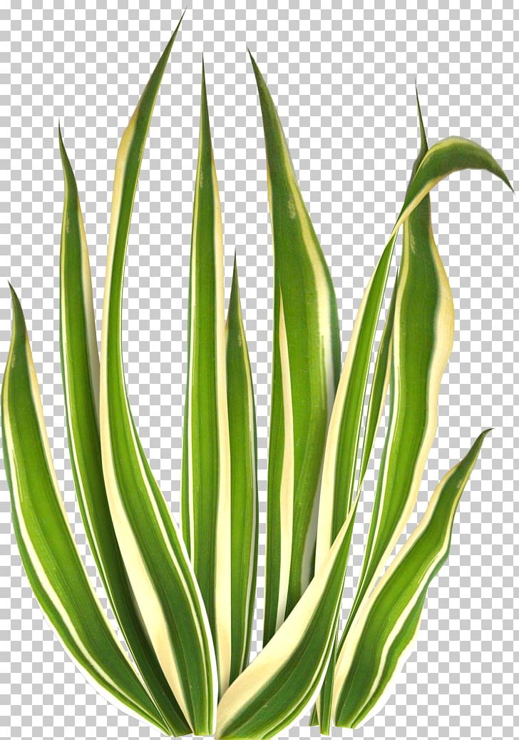 Green Beach Gratis Icon PNG, Clipart, Agave, Aloe, Baby Blue, Background Green, Beach Free PNG Download