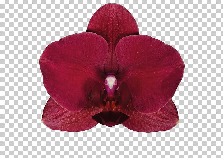 Moth Orchids Cut Flowers Laceleaf PNG, Clipart, Artikel, Cut Flowers, Flower, Flowering Plant, Flowerpot Free PNG Download