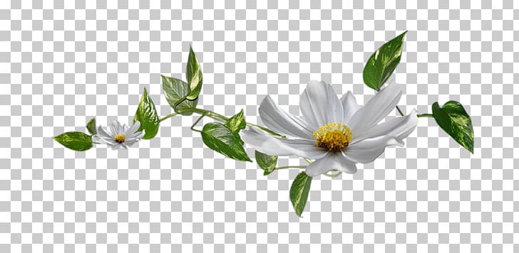 .de Blog Spruce No PNG, Clipart, Blog, Branch, Com, Cut Flowers, Daisy Free PNG Download