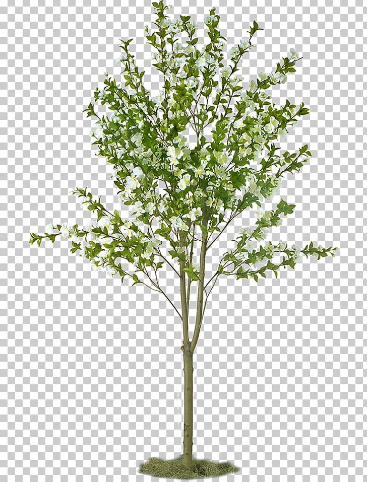 Fruit Tree Apple Sowing Plant PNG, Clipart, Apple, Apples, Arama, Asian Pear, Branch Free PNG Download