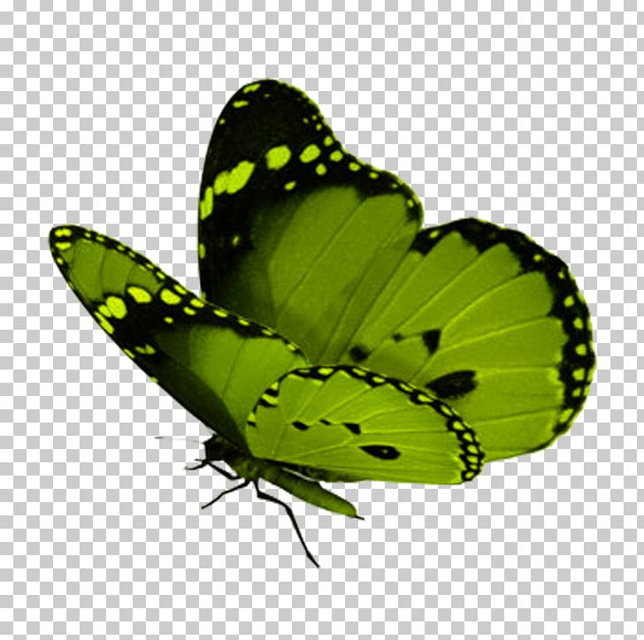 Monarch Butterfly Insect Green PNG, Clipart, Animal, Arthropod, Beautiful Butterfly, Brush Footed Butterfly, Butterflies And Moths Free PNG Download