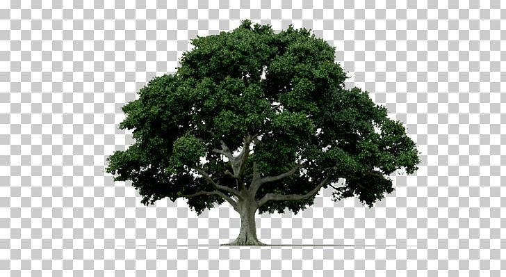Tree Arborist PNG, Clipart, Arbol, Arborist, Bonsai, Branch, Cloud Tree Free PNG Download