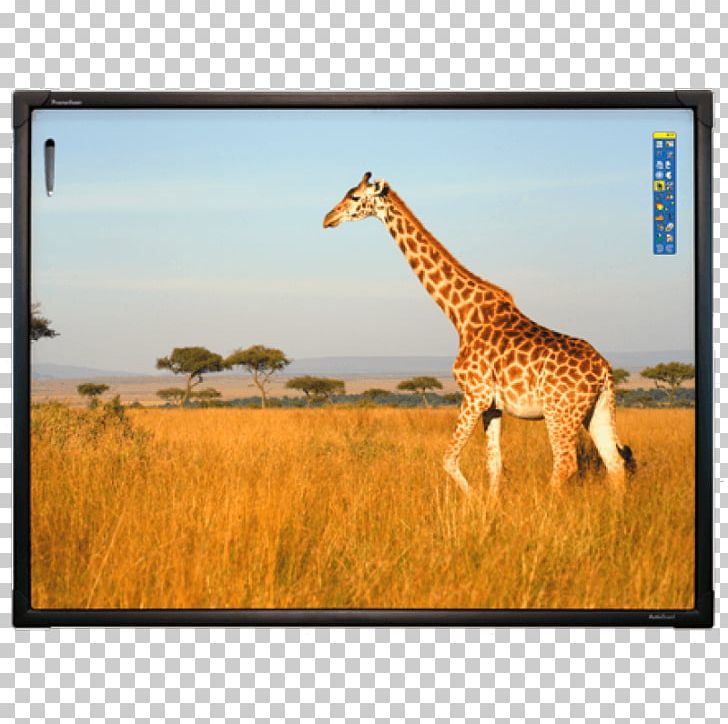 Interactive Whiteboard Dry-Erase Boards Interactivity School Travel PNG, Clipart, Company, Computer, Dryerase Boards, Fauna, Giraffe Free PNG Download