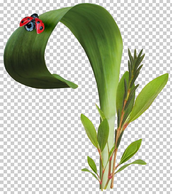 Ladybird Beetle Leaf Beetles Pine PNG, Clipart, Animal, Animals, Beetle, Branch, Flowerpot Free PNG Download