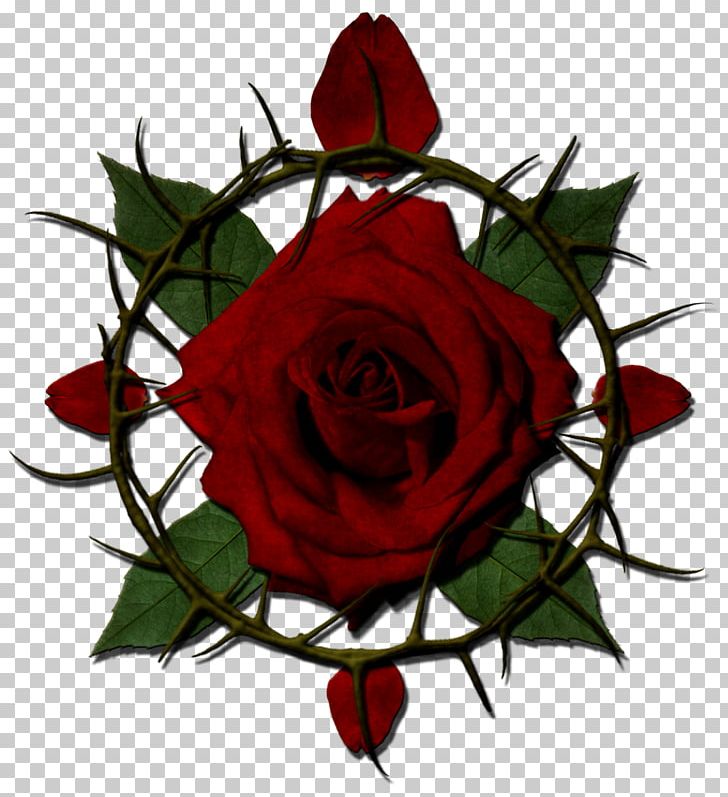 Rose Thorns PNG, Clipart, Black Rose, Color, Crown Of Thorns, Cut Flowers, Desktop Wallpaper Free PNG Download