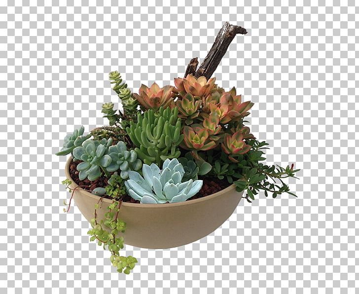 Succulent Plant Flowerpot Bowl Houseplant PNG, Clipart, Bowl, Cactaceae, Cut Flowers, Drought Tolerance, Floral Design Free PNG Download