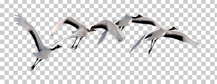 Swan Goose Flight Bird Cygnini PNG, Clipart, Animal, Animals, Beak, Bird, Black Swan Free PNG Download