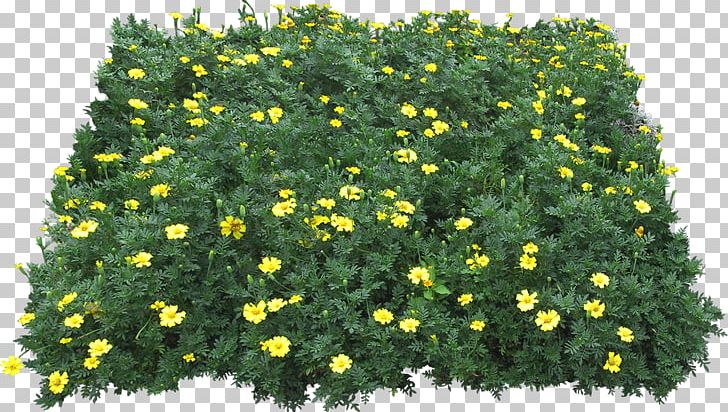 Yellow Green Flower Plant PNG, Clipart, Chrysanths, Download, Evergreen, Flower, Gazania Free PNG Download