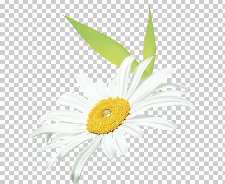 Common Daisy Oxeye Daisy Transvaal Daisy Dendranthema Lavandulifolium Daisy Family PNG, Clipart, Camomile, Chamomile, Chrysanthemum, Common Daisy, Cut Flowers Free PNG Download