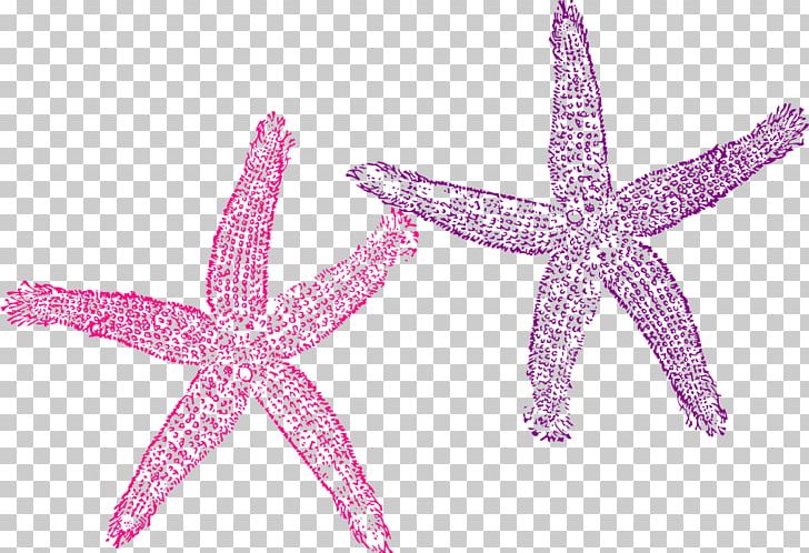 Starfish Color PNG, Clipart, Animals, Blue, Color, Computer Icons, Coral Free PNG Download