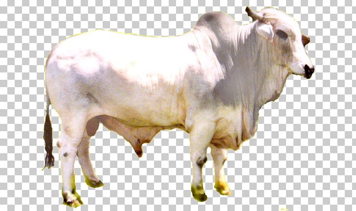 Zebu Calf Dairy Cattle Ox Bull PNG, Clipart, Article, Beef, Bull, Calf, Cattle Free PNG Download