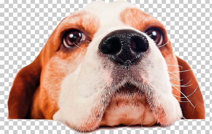 Beagle Pet Sitting Puppy Dog Daycare PNG, Clipart, Animals, Basset Hound, Beagle, Breed, Carnivoran Free PNG Download