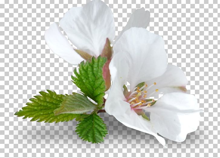Flower Portable Network Graphics Graphics PNG, Clipart, Blossom, Branch, Cherry Blossom, Cut Flowers, Download Free PNG Download