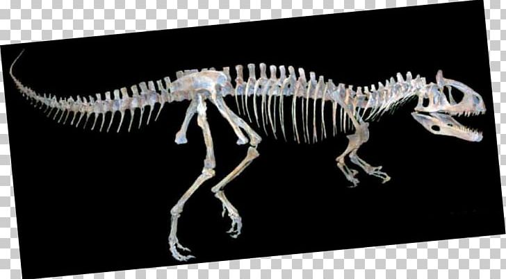 Tyrannosaurus Cryolophosaurus Skeleton Velociraptor Orton Geological Museum PNG, Clipart, Bone, Cosi Columbus, Cryolophosaurus, Dinosaur, Extinction Free PNG Download