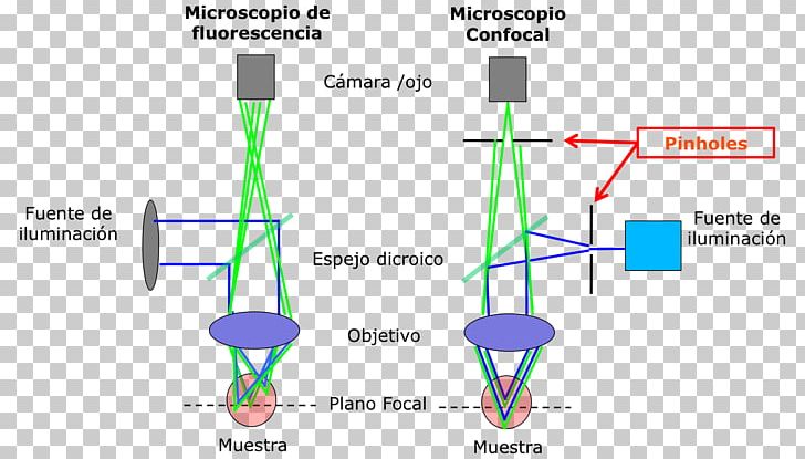 Confocal Microscopy Fluorescence Microscope Optical Microscope PNG, Clipart, Angle, Antonie Van Leeuwenhoek, Aperture, Area, Biology Free PNG Download