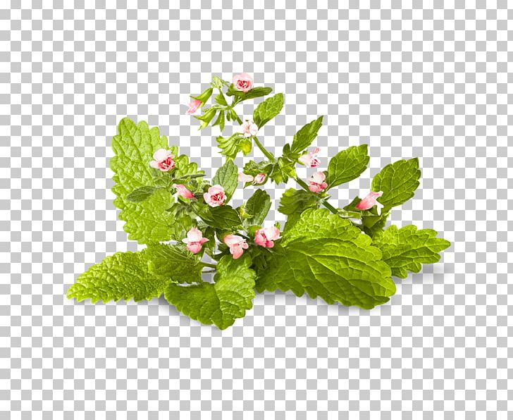Herb Lemon Balm Mentha Spicata Peppermint Medicinal Plants PNG, Clipart, Anise, Aroma Compound, Dill, Flavor, Flowerpot Free PNG Download