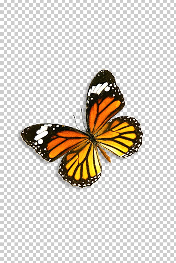 Monarch Butterfly Danaus Genutia PNG, Clipart, Arthropod, Blue Butterfly, Bright, Brush Footed Butterfly, Butt Free PNG Download