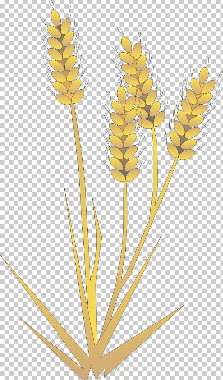 Rice Gadu Barley Paddy Field PNG, Clipart, Barley, Cereal, Commodity, Designer, Euclidean Vector Free PNG Download